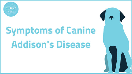 Symptoms of Canine Addison's Disease