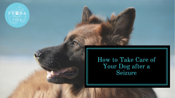 What to Do After Your Dog Has a Seizure