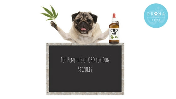Top Benefits Of CBD For Dog Seizures