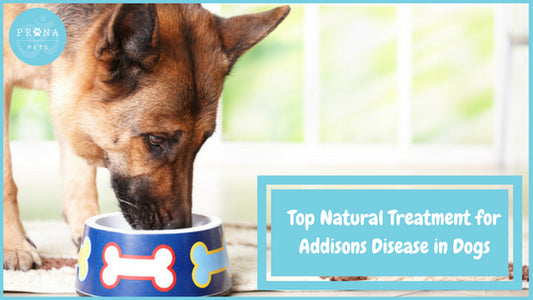 Top Natural Treatment for Addisons Disease in Dogs