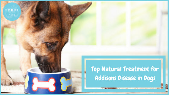 Top Natural Treatment for Addisons Disease in Dogs