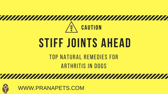 Top Natural Remedies for Arthritis in Dogs