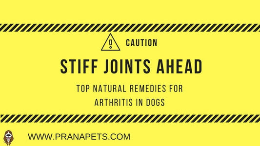 Home Remedies for Arthritis in Dogs