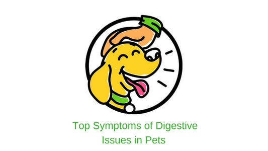 Top Symptoms of Digestive Issues in Pets