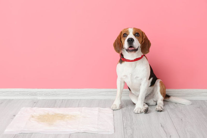 Urinary Tract Support Ingredients: What Do They Do?