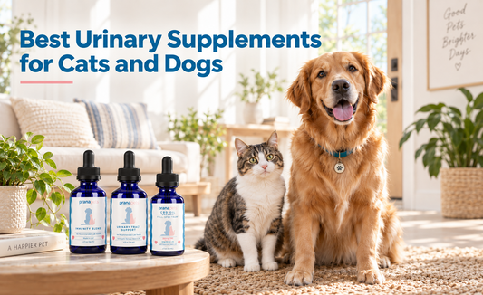 Best Urinary Supplements for Cats and Dogs