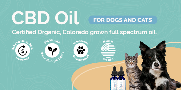 CBD Dosage for Dogs: A Complete Guide