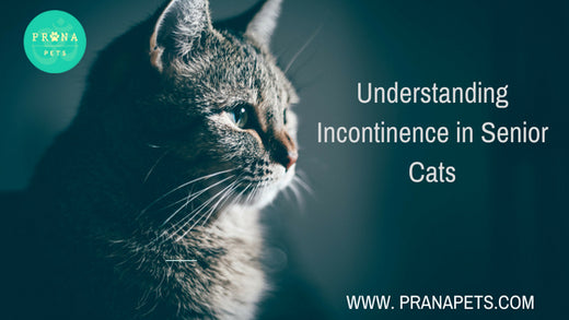 Understanding Incontinence in Senior Cats | Prana Pets - Dealing With Senile Cats And Incontinence