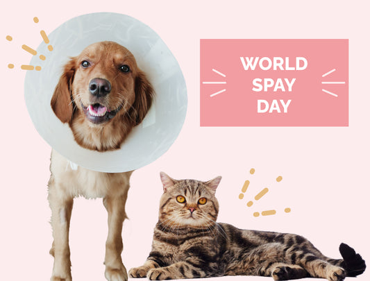 Health Benefits of Spaying and Neutering