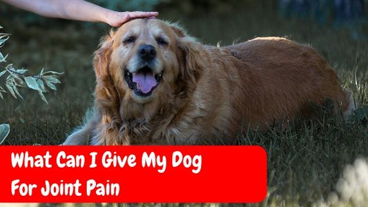 What Can I Give My Dog For Joint Pain