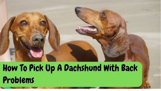 How To Pick Up A Dachshund With Back Problems