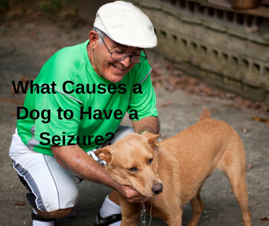 What Causes a Dog to Have a Seizure?