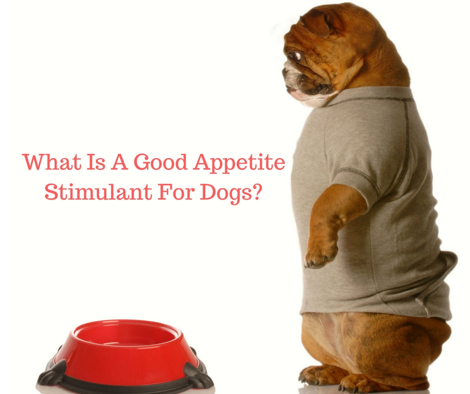 What Is A Good Appetite Stimulant For Dogs?