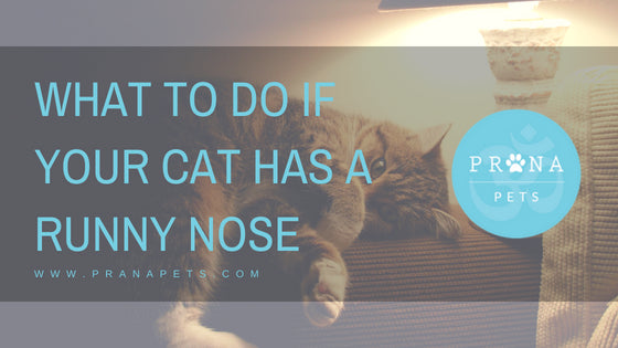 Cat Has a Runny Nose? Here's What You Can Do
