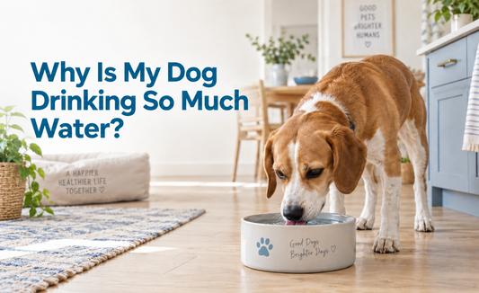 Why Is My Dog Drinking So Much Water?