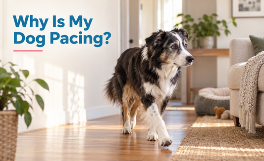 Why Is My Dog Pacing?