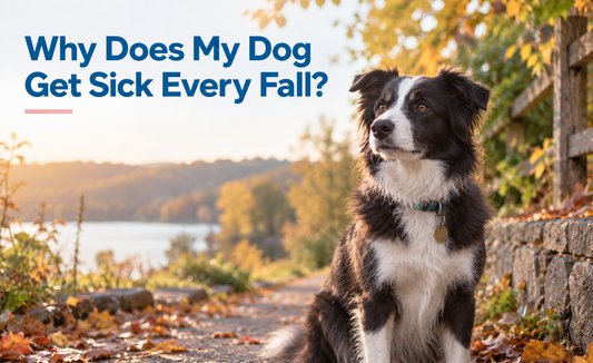 Boost Your Dog’s Immune System Support This Fall