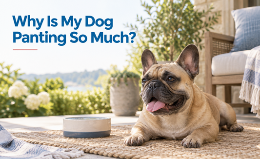Why Is My Dog Panting So Much?