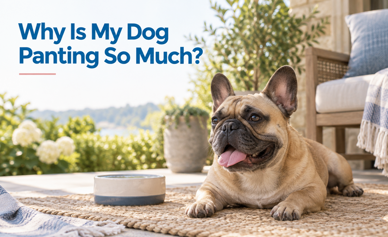 Why Is My Dog Panting So Much?