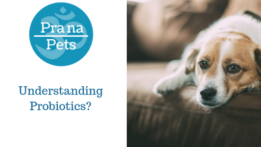 Probiotics for Dogs: Benefits, Uses, and How They Support Gut Health
