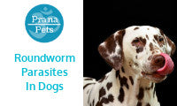 Roundworms in Dogs: Causes, Symptoms & Treatment