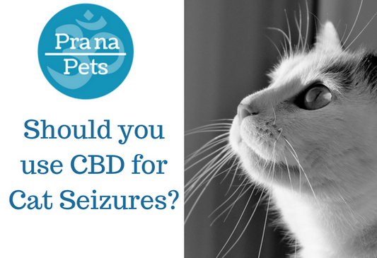 CBD for Cat Seizures: What You Need to Know