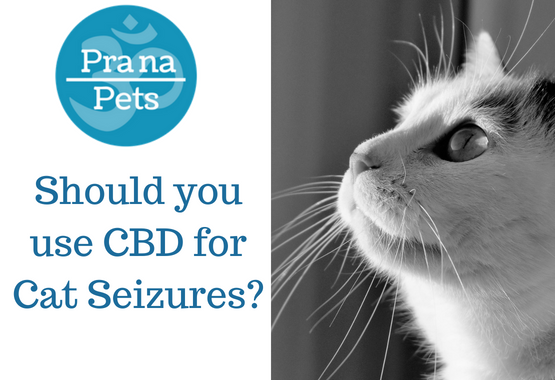 CBD for Cat Seizures: What You Need to Know