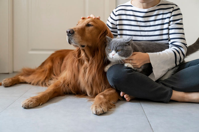 5 Reasons to Add Pet Supplements to Their Routine in 2025