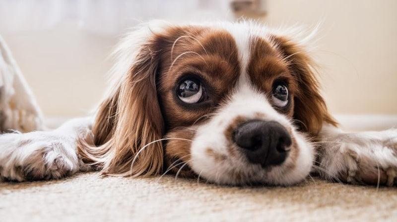 Addison's Disease in Dogs: Symptoms, Diagnosis and Treatment