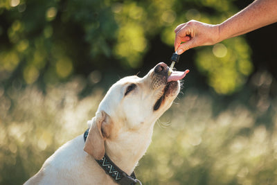Adrenal Balance: Understanding Cortisol Levels in Dogs
