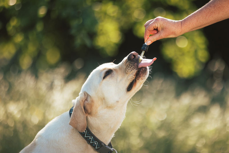 Adrenal Balance: Understanding Cortisol Levels in Dogs