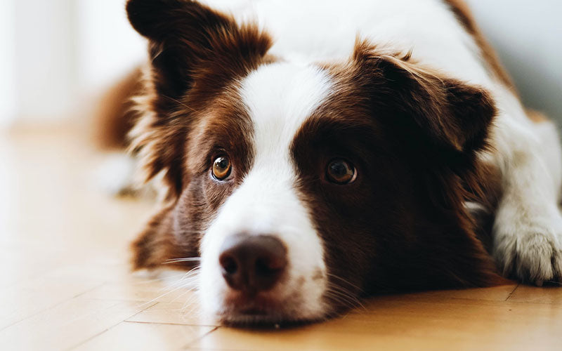 Lignans with Melatonin for Cushing's Disease in Dogs