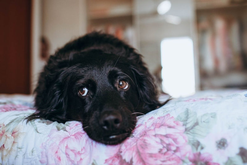 Anxiety in Dogs: Causes, Symptoms, Types and Support