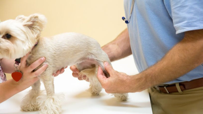 Arthritis in Dogs: Causes, Symptoms & Treatment