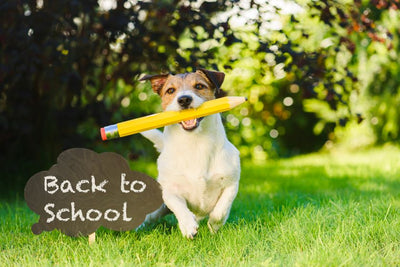 Helping Pets Cope with Back-to-School Blues