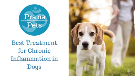 Inflammation in dogs: Causes, Remedies and Treatment