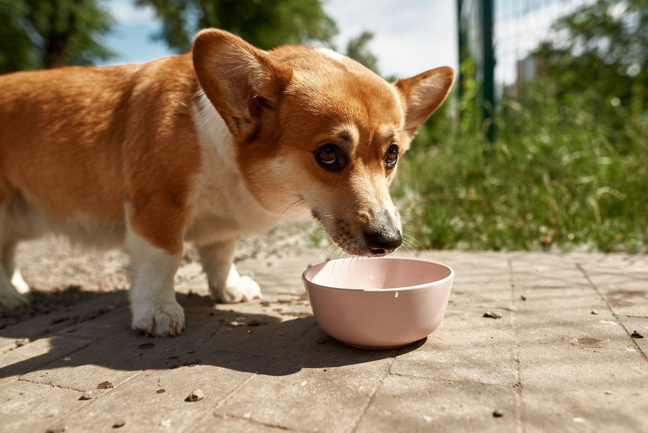 View of Why Your Dog's Gut Health is So Important | Prana Pets