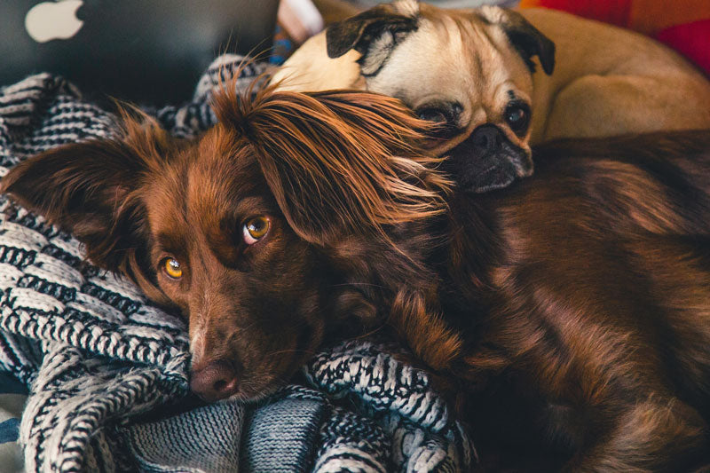 Dogs' Liver Supplement