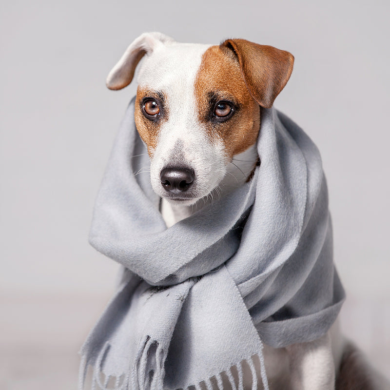 Home Remedies For Worms In Dogs