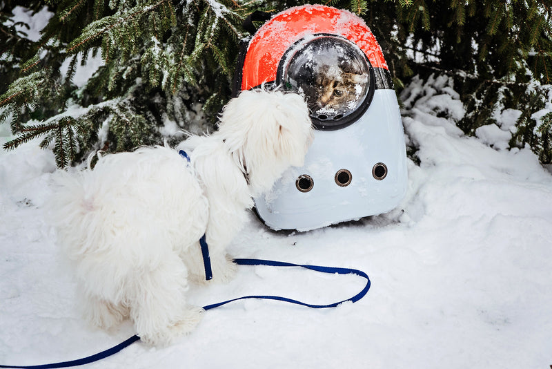 How to Keep Pets Warm in Cold Weather