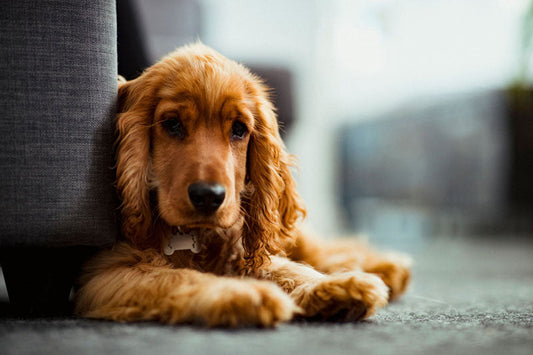 How to Help a Dog With Separation Anxiety