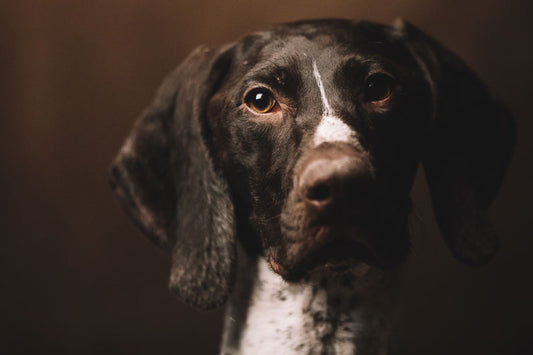 Dog Breeds and UTI Symptoms
