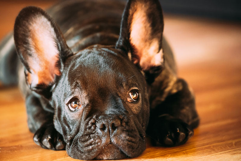 Dog Breeds Prone To Seizures