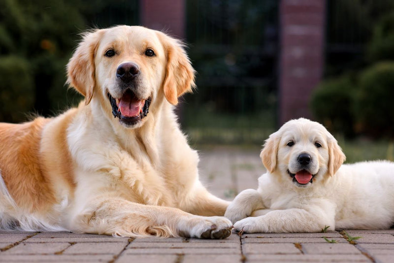 Benefits of Biotin for Dogs