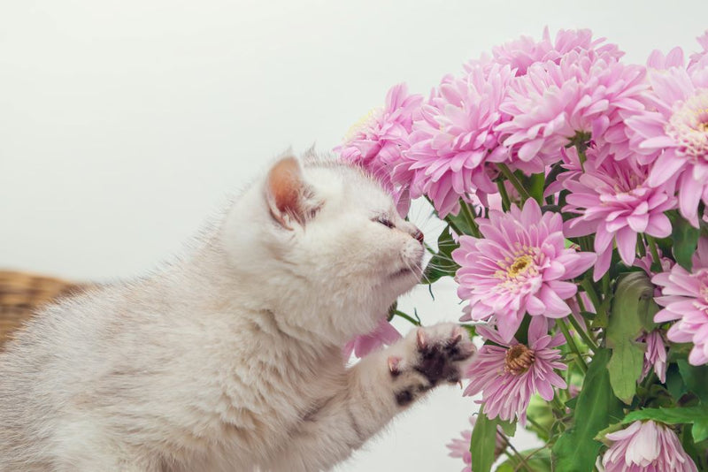 Dog & Cat Wheezing and Sneezing: Causes and Solutions