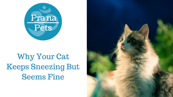 Why is My Cat Sneezing? Causes & Treatment