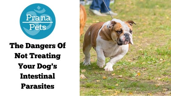 The Dangers Of Not Treating Your Dog’s Intestinal Parasites