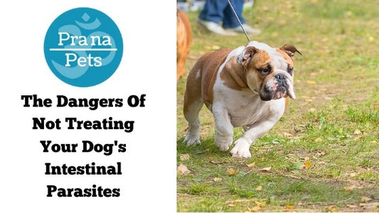The Dangers Of Not Treating Your Dog’s Intestinal Parasites