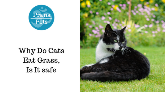 Why Do Cats Eat Grass