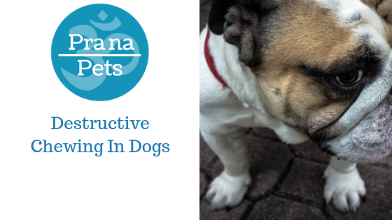 Destructive Chewing in Dogs: Causes & How to Stop It